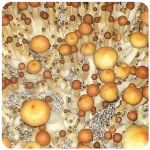 Псилоцибиновые (галлюциногенные)  грибы Psilocybin "Golden Teacher" в Далматово