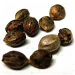 Семена марихуаны АК-47  (Seeds AK-47) в Далматово